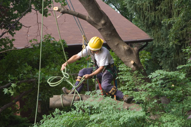 How Our Tree Care Process Works  in  Coquille, OR